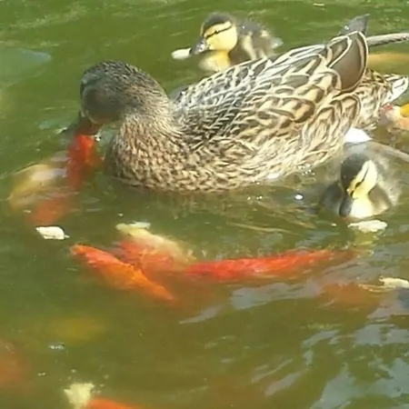 Guenther 43qm * Варен